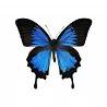 Tableau plexiglas Papillon bleu et noir