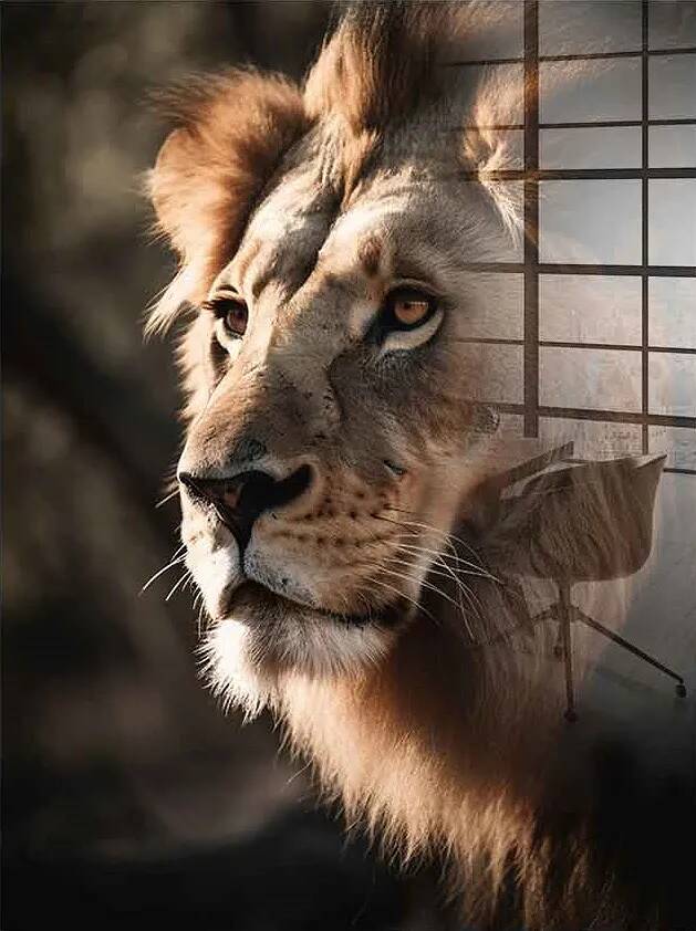 Tableau acrylique Lion