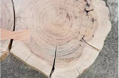 Table basse tronc d'arbre en bois massif acacia